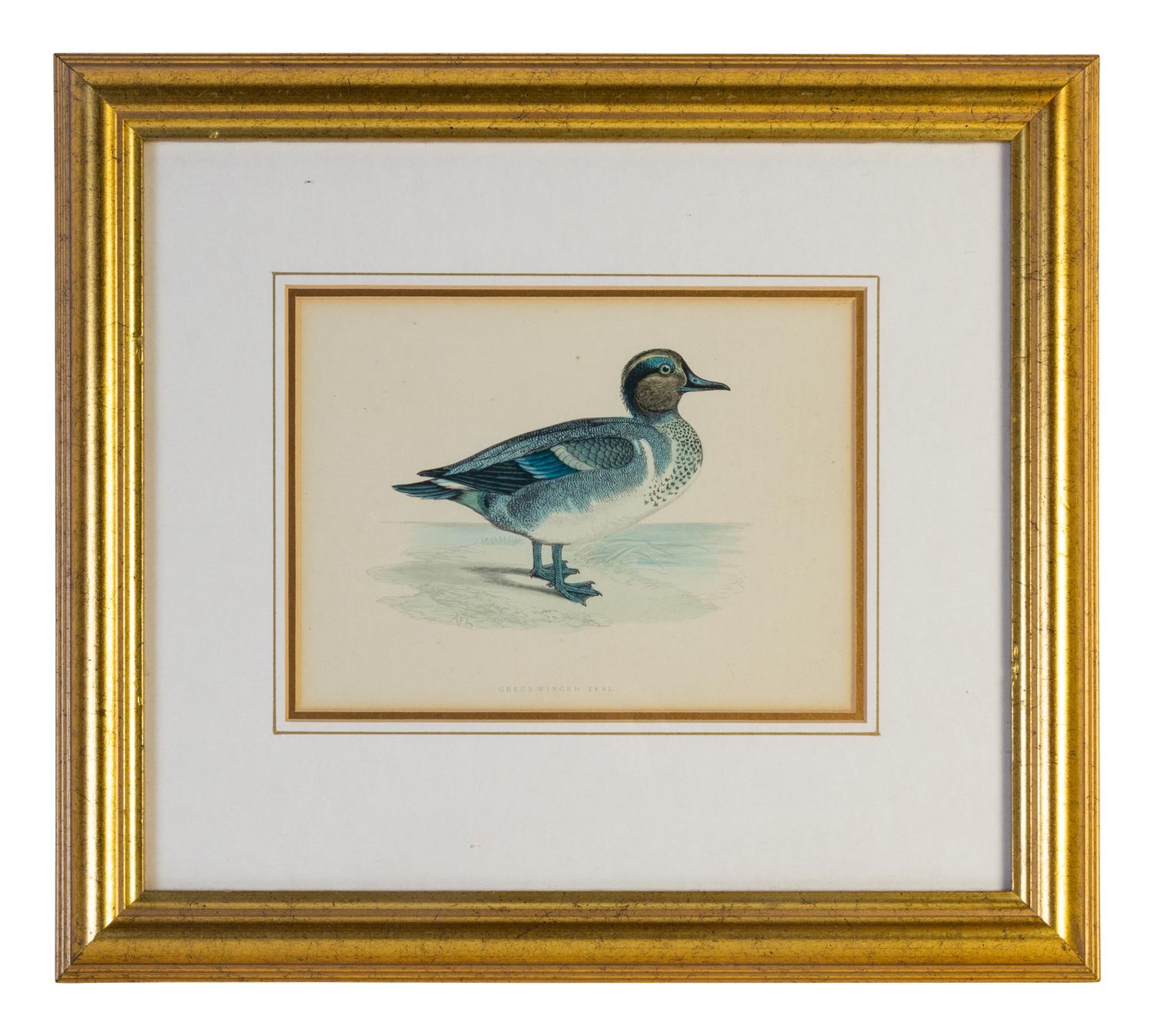 A Group of Twelve Framed Ornithological Prints
