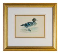 A Group of Twelve Framed Ornithological Prints