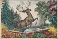 Five Hand Colored Game Prints 11 1/2 x 15 1/2 inches (largest) — 19TH CENTURY