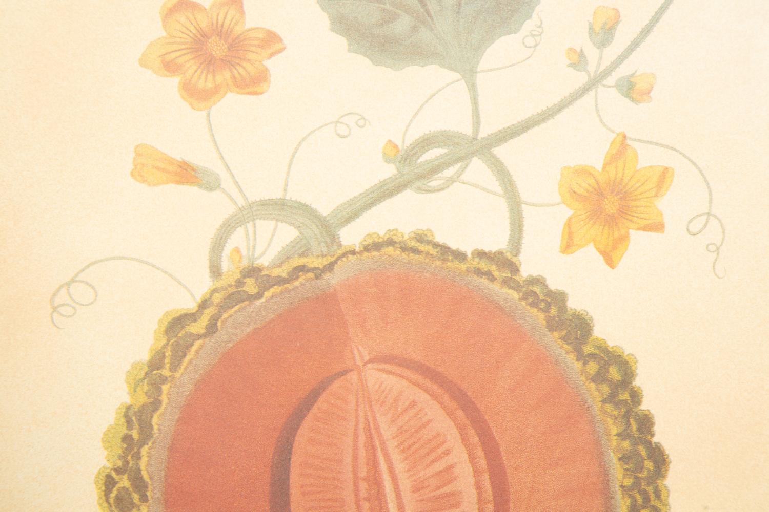 Two George Brookshaw Pomona Britanica Plates