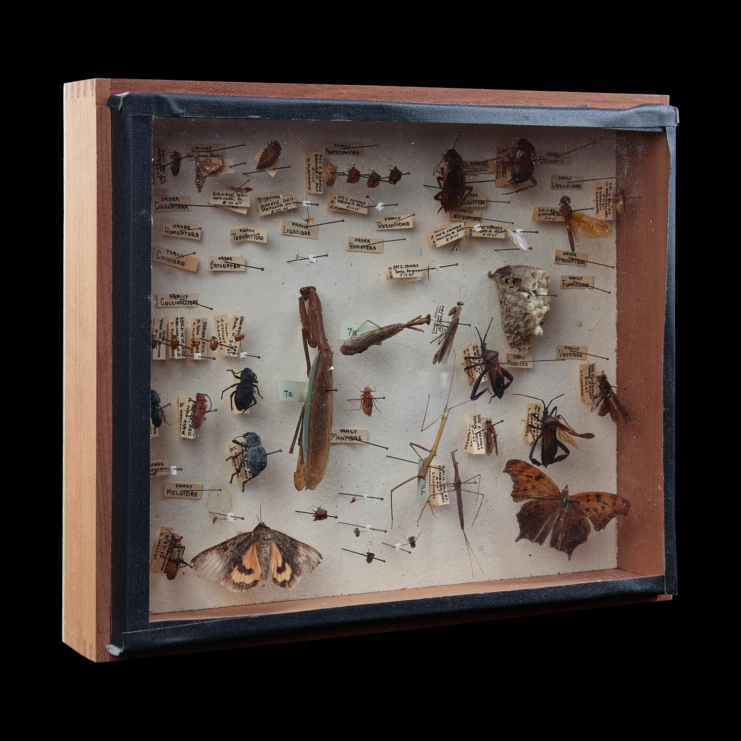 A North American Entomological Display Case