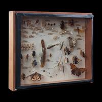 A North American Entomological Display Case