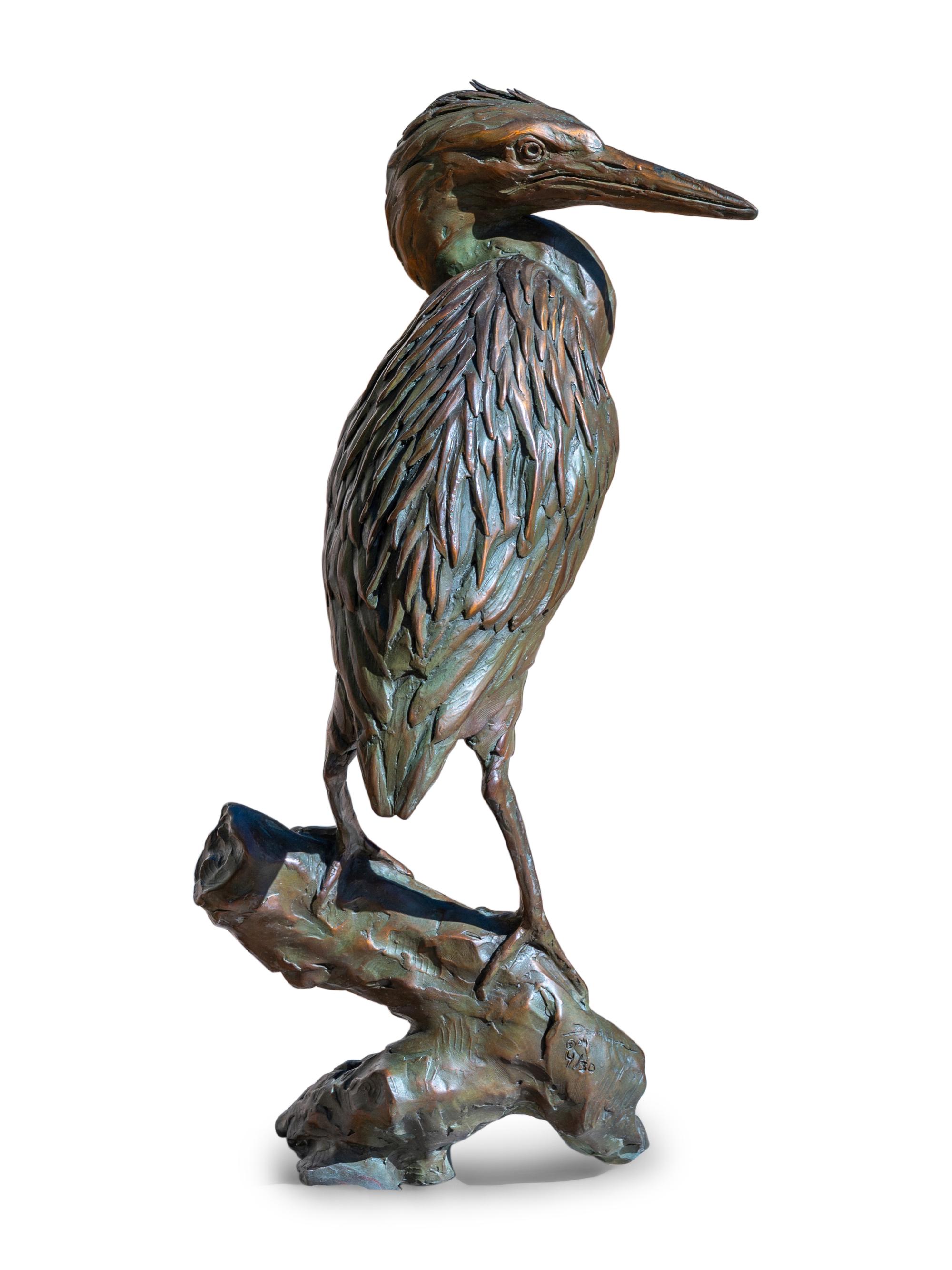 Green Heron , edition 4/30