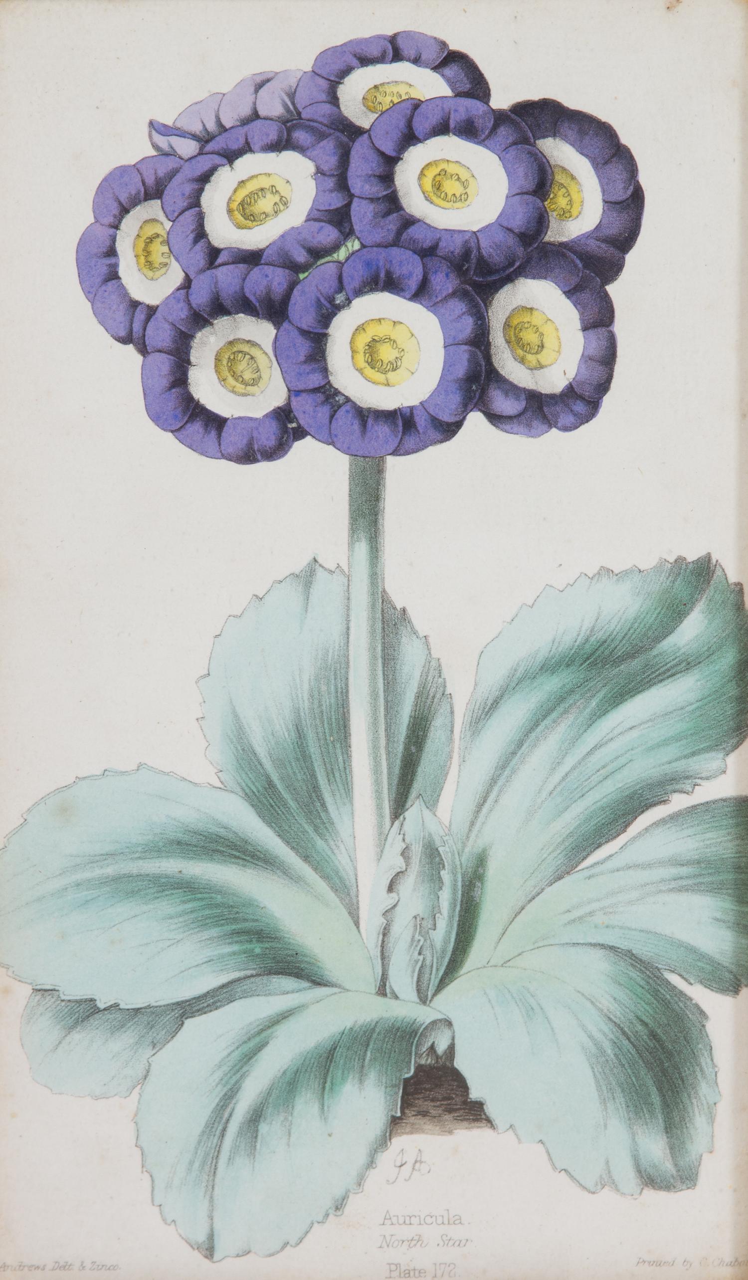 A Group of Seven Botanical Lithographs Height of each plate 8 x width 5 inches. — 20TH CENTURY