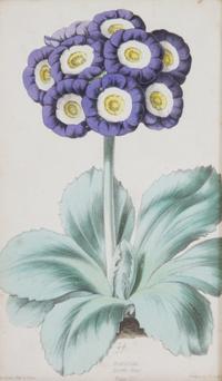 A Group of Seven Botanical Lithographs Height of each plate 8 x width 5 inches. — 20TH CENTURY