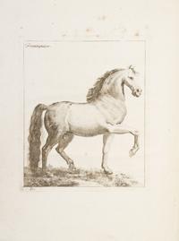 GIBSON, WILLIAM. A New Treatise on the Diseases of Horses. London, 1751. First edition.