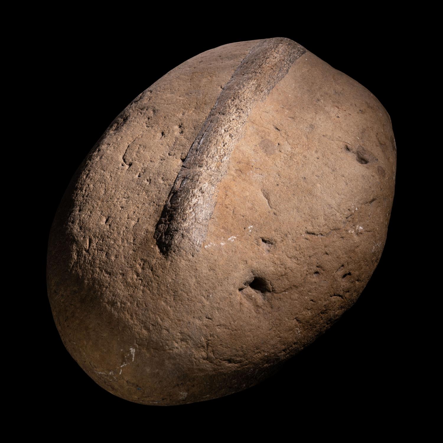 Two Fossilized Dinosaur Bones