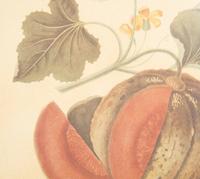 Two George Brookshaw Pomona Britanica Plates