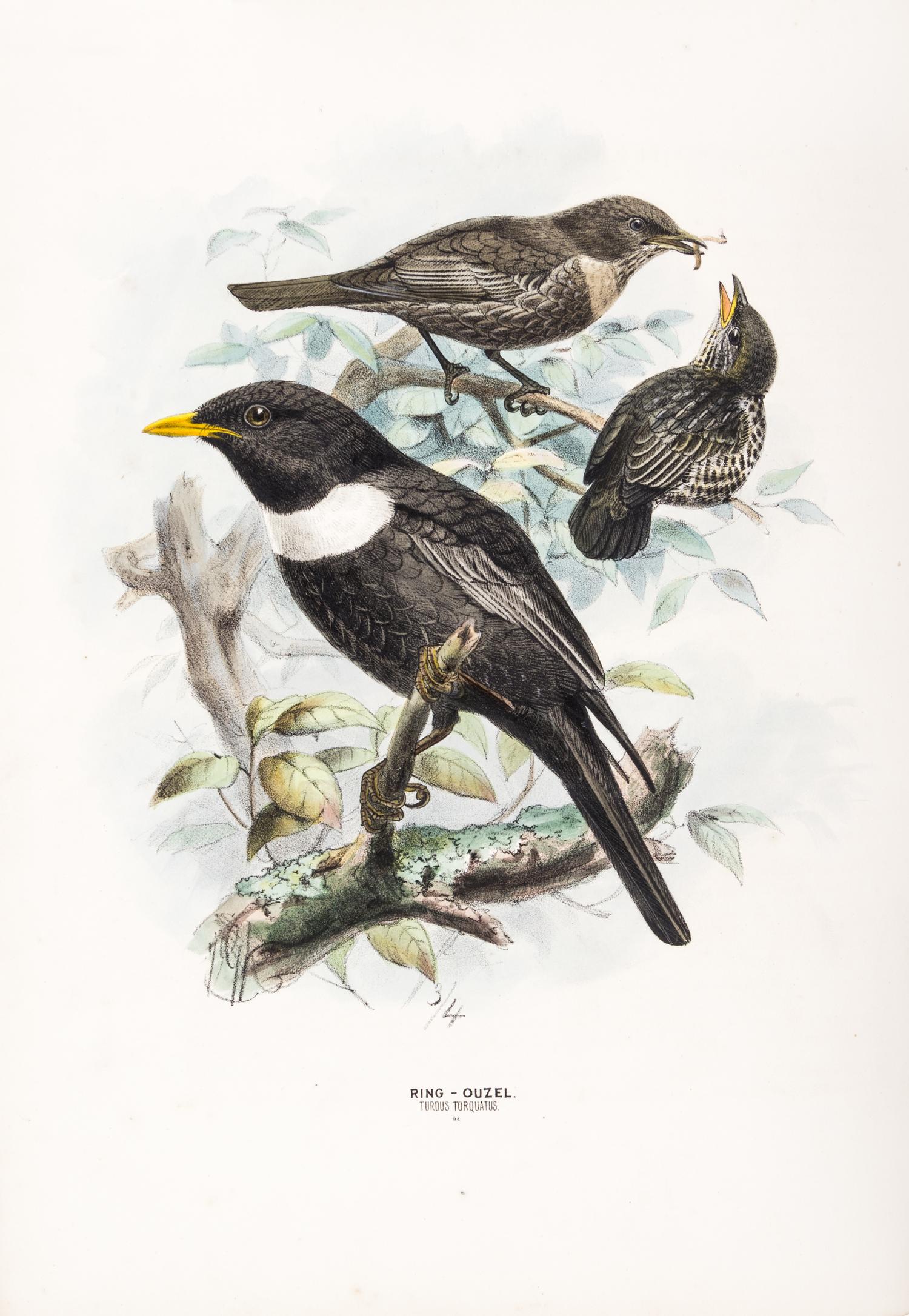 DRESSER, HENRY EELES. A History of the Birds of Europe. London, 1871-1896. Vols. 2-3 (of 9) only.