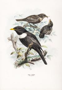 DRESSER, HENRY EELES. A History of the Birds of Europe. London, 1871-1896. Vols. 2-3 (of 9) only.
