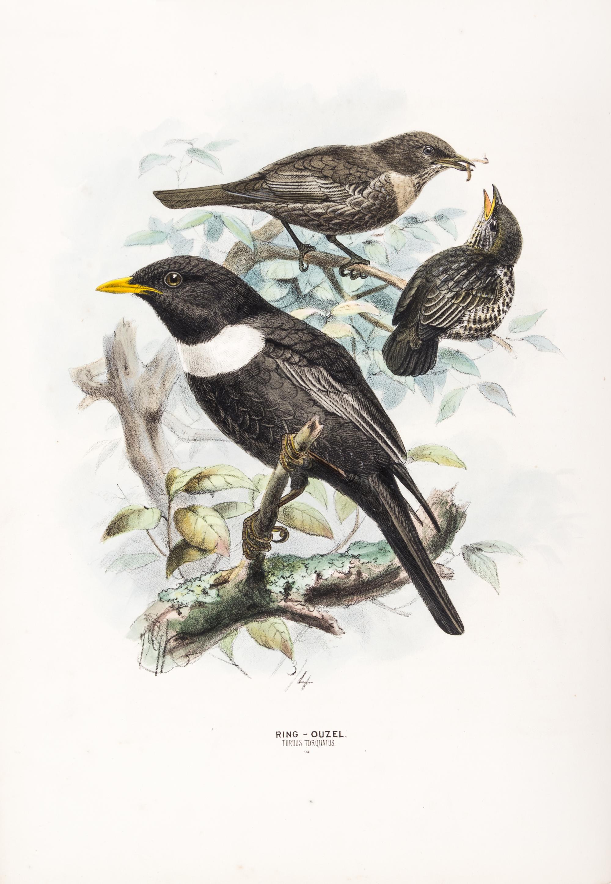 DRESSER, HENRY EELES. A History of the Birds of Europe. London, 1871-1896. Vols. 2-3 (of 9) only.
