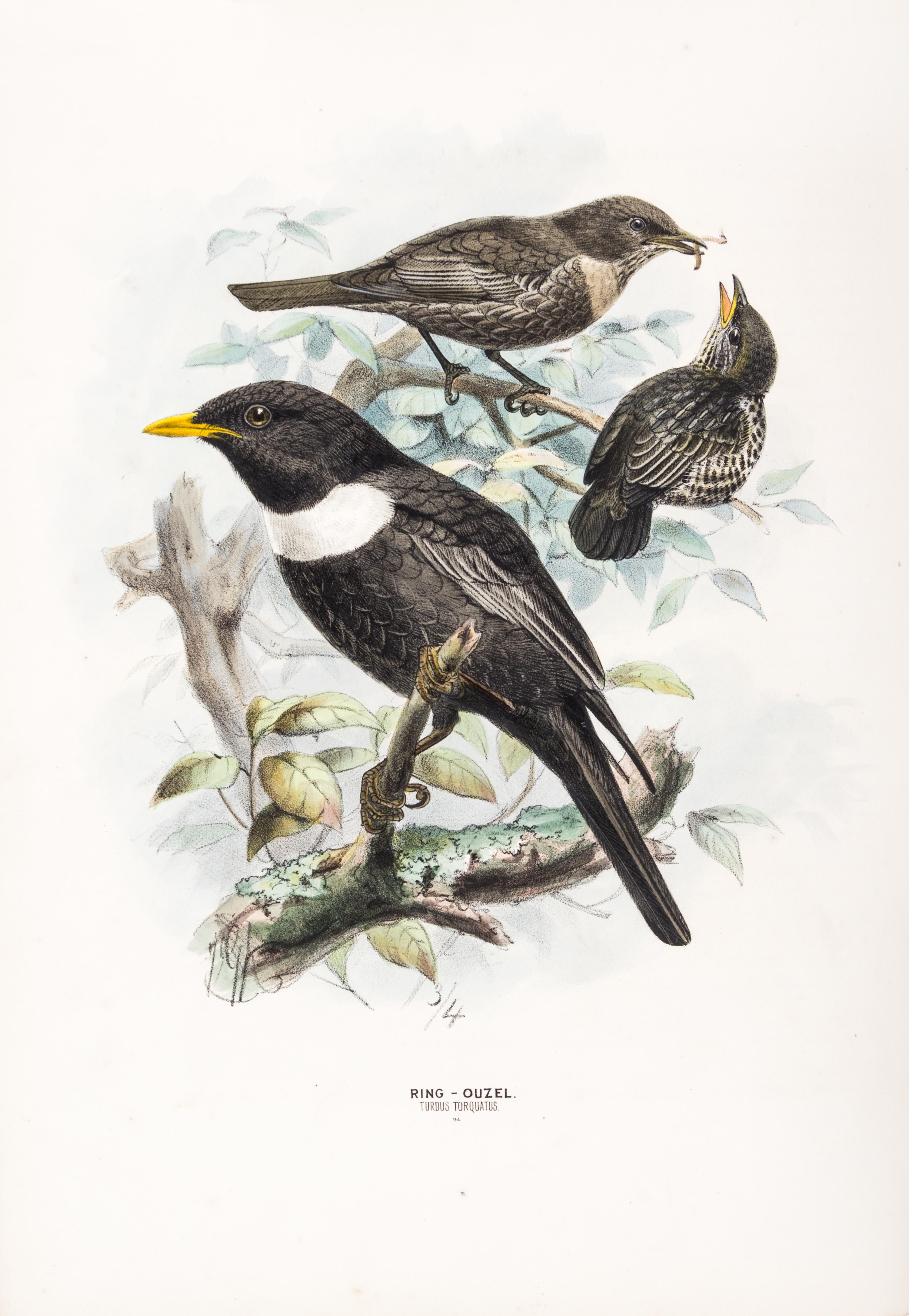 DRESSER, HENRY EELES. A History of the Birds of Europe. London, 1871-1896. Vols. 2-3 (of 9) only.