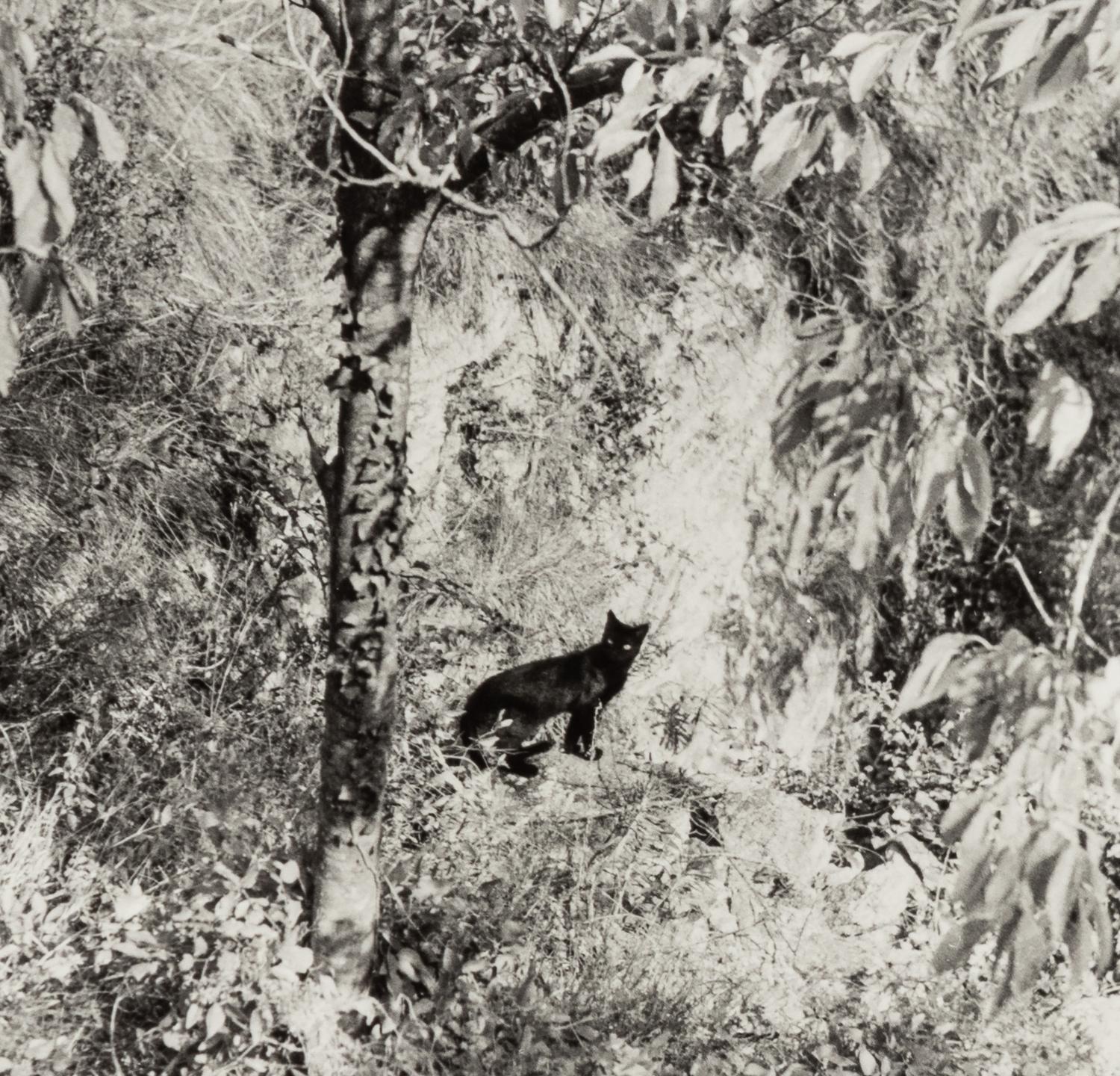 Willy Ronis (1910-2009) Le Chat Surpris, Gordes, 1951