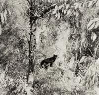 Willy Ronis (1910-2009) Le Chat Surpris, Gordes, 1951