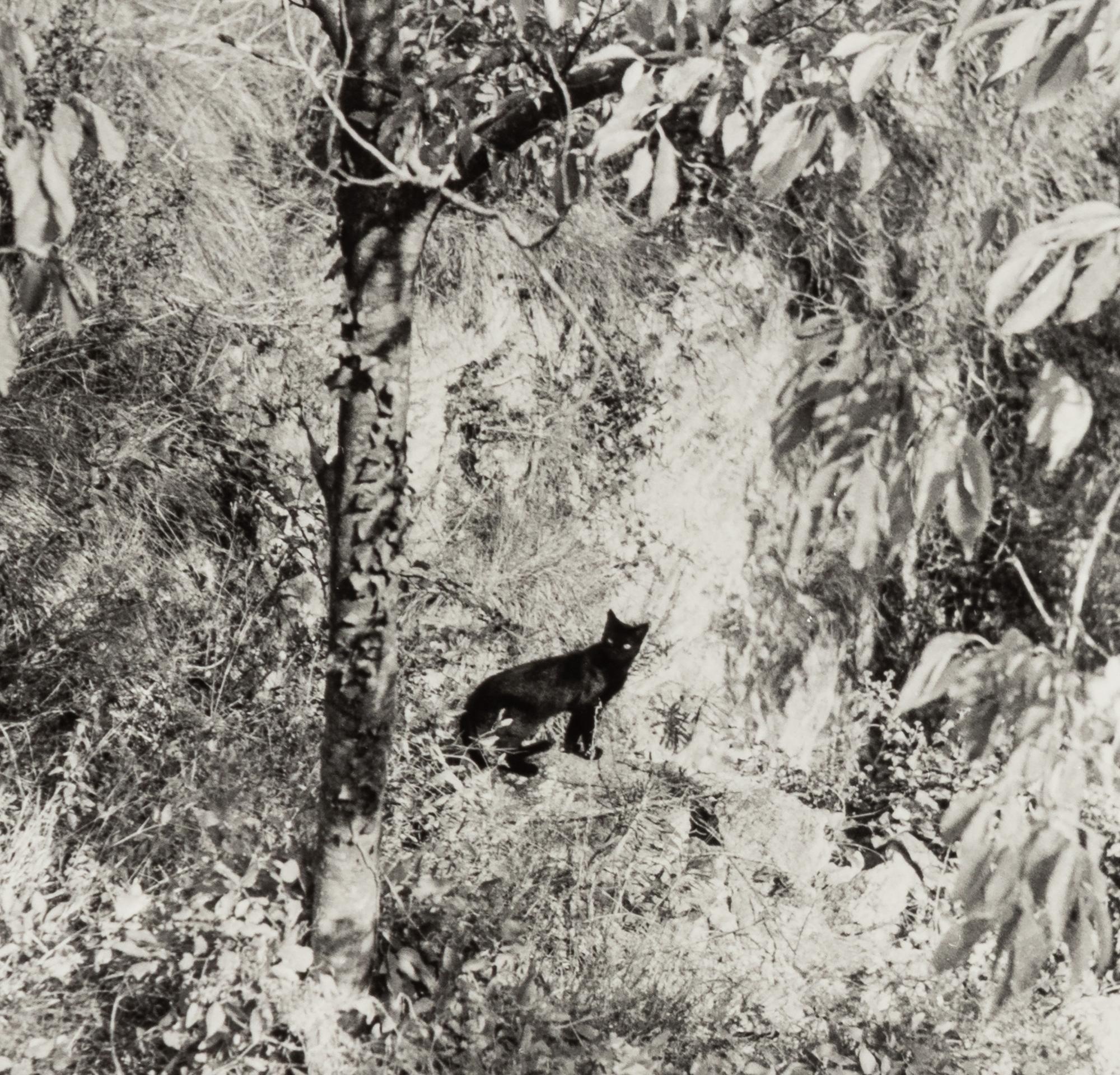 Willy Ronis (1910-2009) Le Chat Surpris, Gordes, 1951