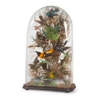 A Victorian Bird Taxidermy Diorama