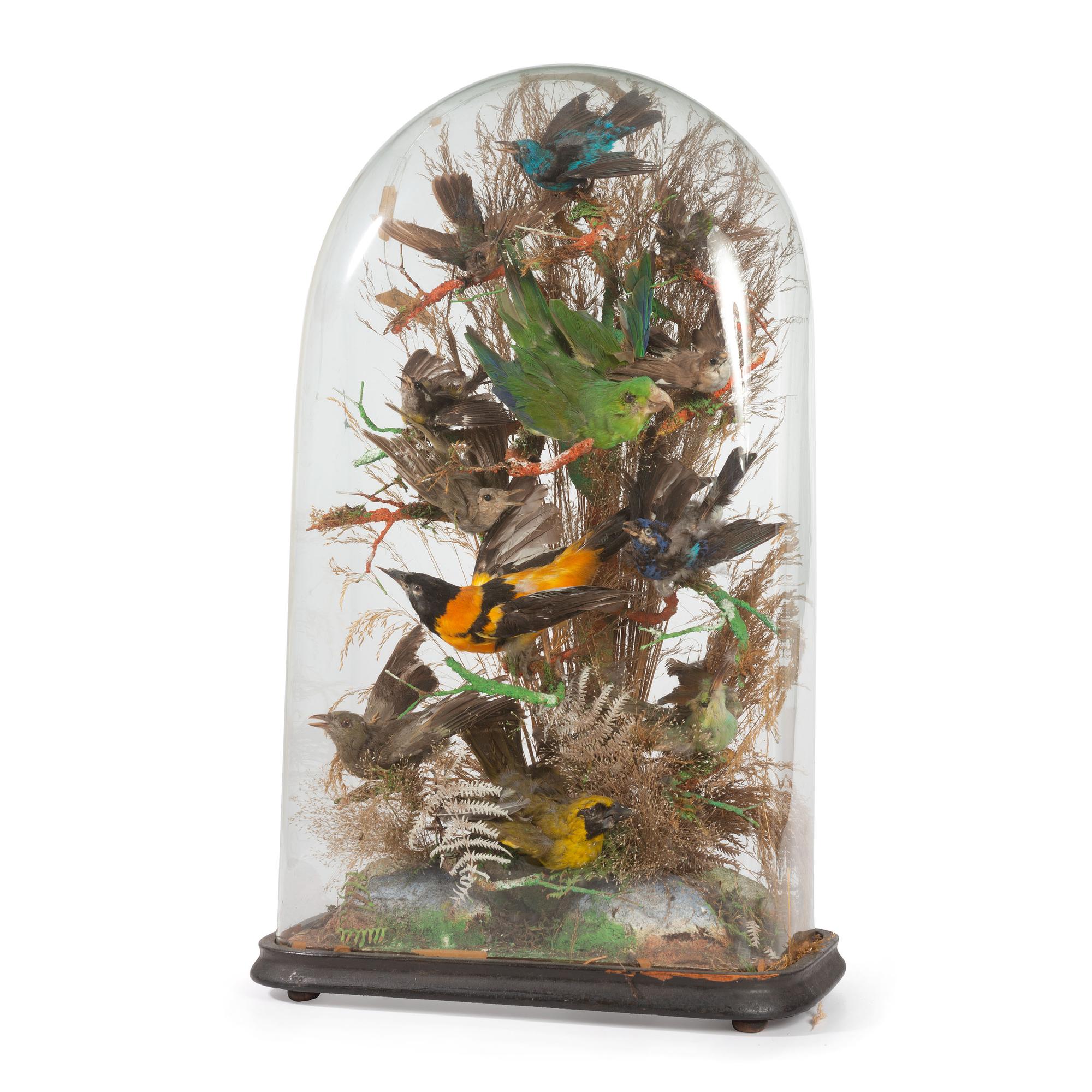 A Victorian Bird Taxidermy Diorama