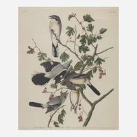 [Prints] Audubon, John James Great American Shrike or Butcher Bird