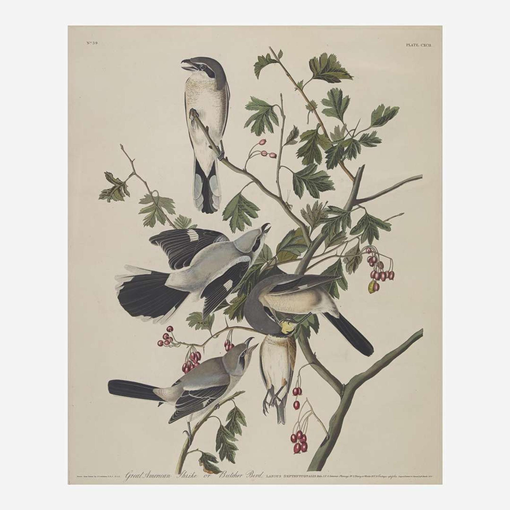 [Prints] Audubon, John James Great American Shrike or Butcher Bird