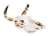 A Steer Skull and a Set of Bull Horns Length of longest 42 inches. — 20TH CENTURY