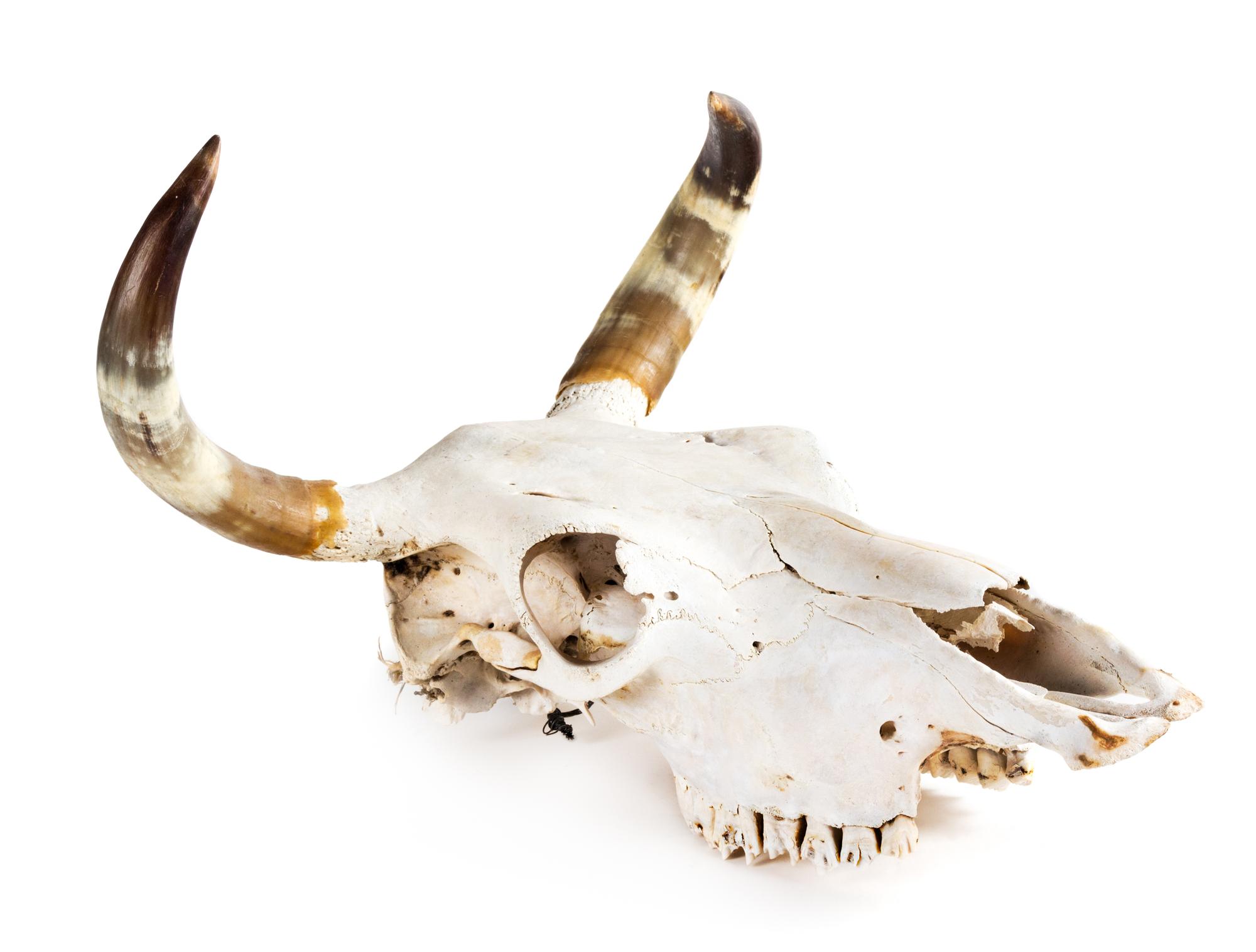 A Steer Skull and a Set of Bull Horns Length of longest 42 inches. — 20TH CENTURY