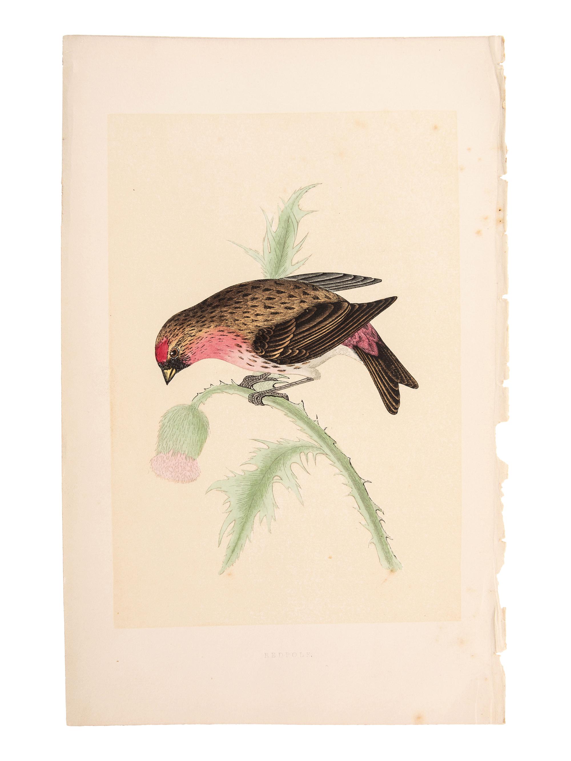 A Collection of Engravings from A History of British Birds , Rev. Francis Orpen Morris (Irish, 1810-1893)