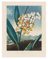 Thornton, Robert (1768-1837) The Nodding Renealmia -- The Blue Egyptian Water-Lily