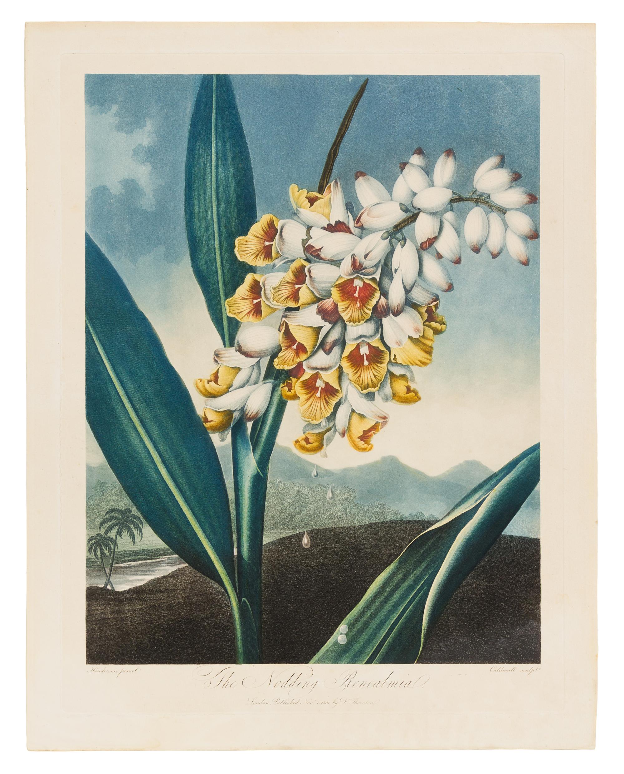 Thornton, Robert (1768-1837) The Nodding Renealmia -- The Blue Egyptian Water-Lily