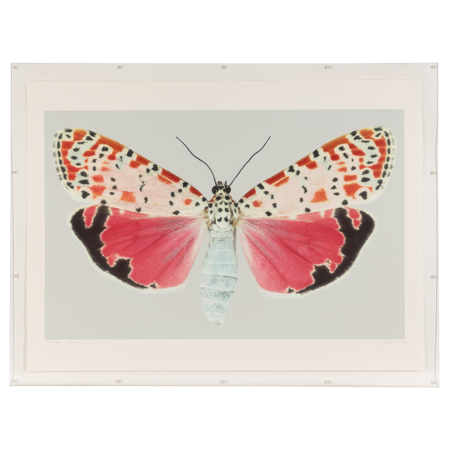 Utetheisa Bella #2 , 2005