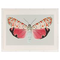Utetheisa Bella #2 , 2005