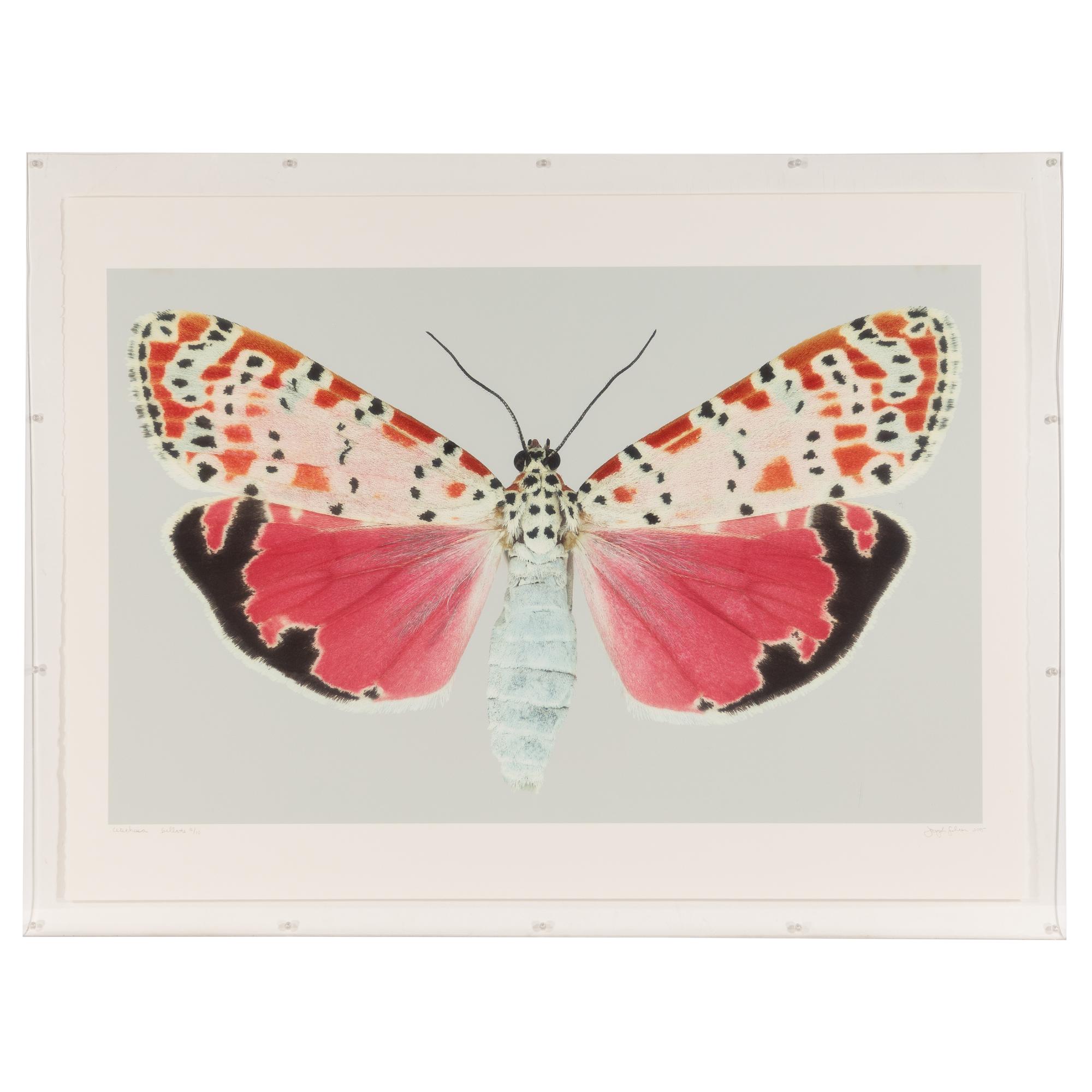 Utetheisa Bella #2 , 2005