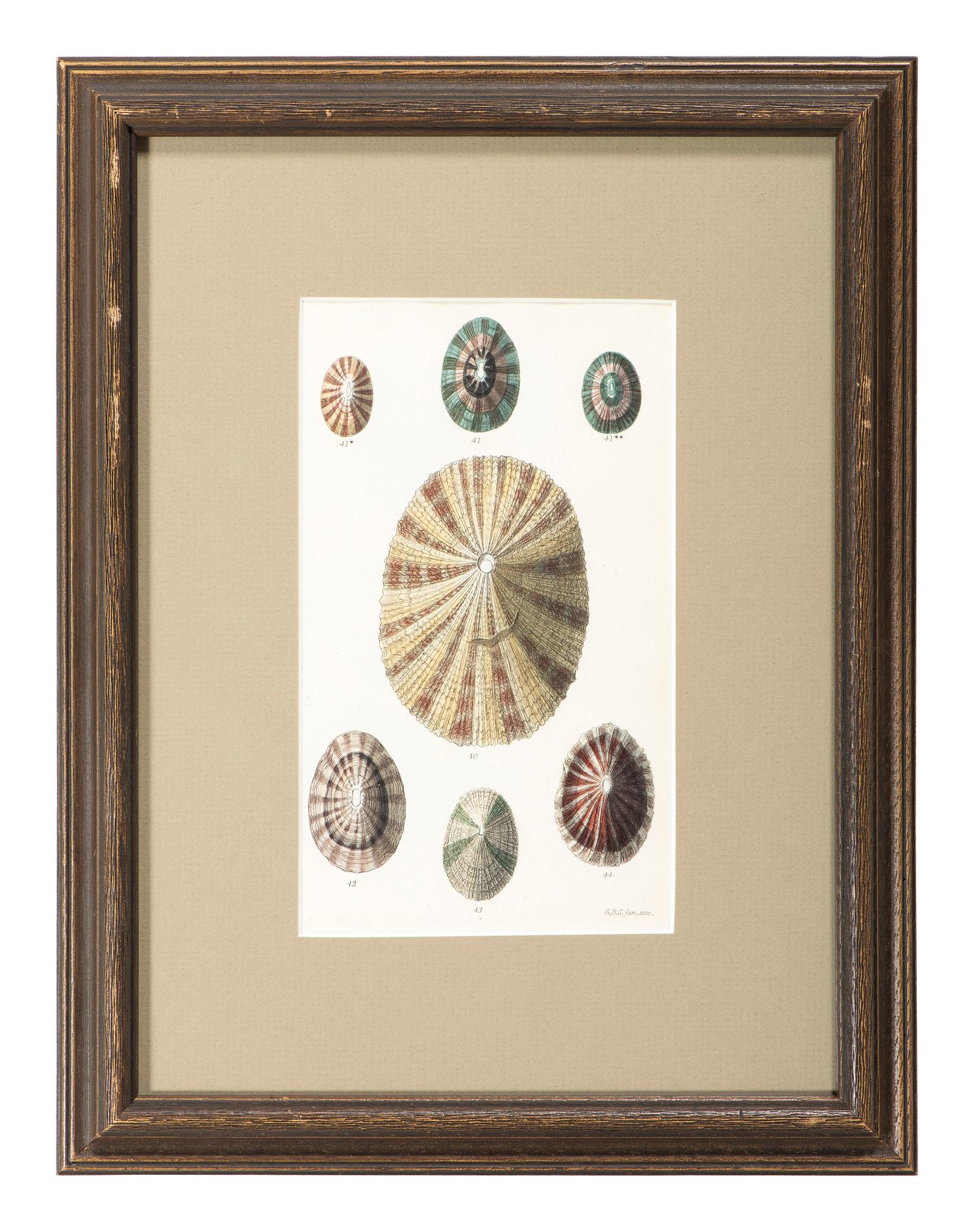 Thirteen Hand-Colored Shell Engravings