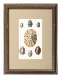 Thirteen Hand-Colored Shell Engravings