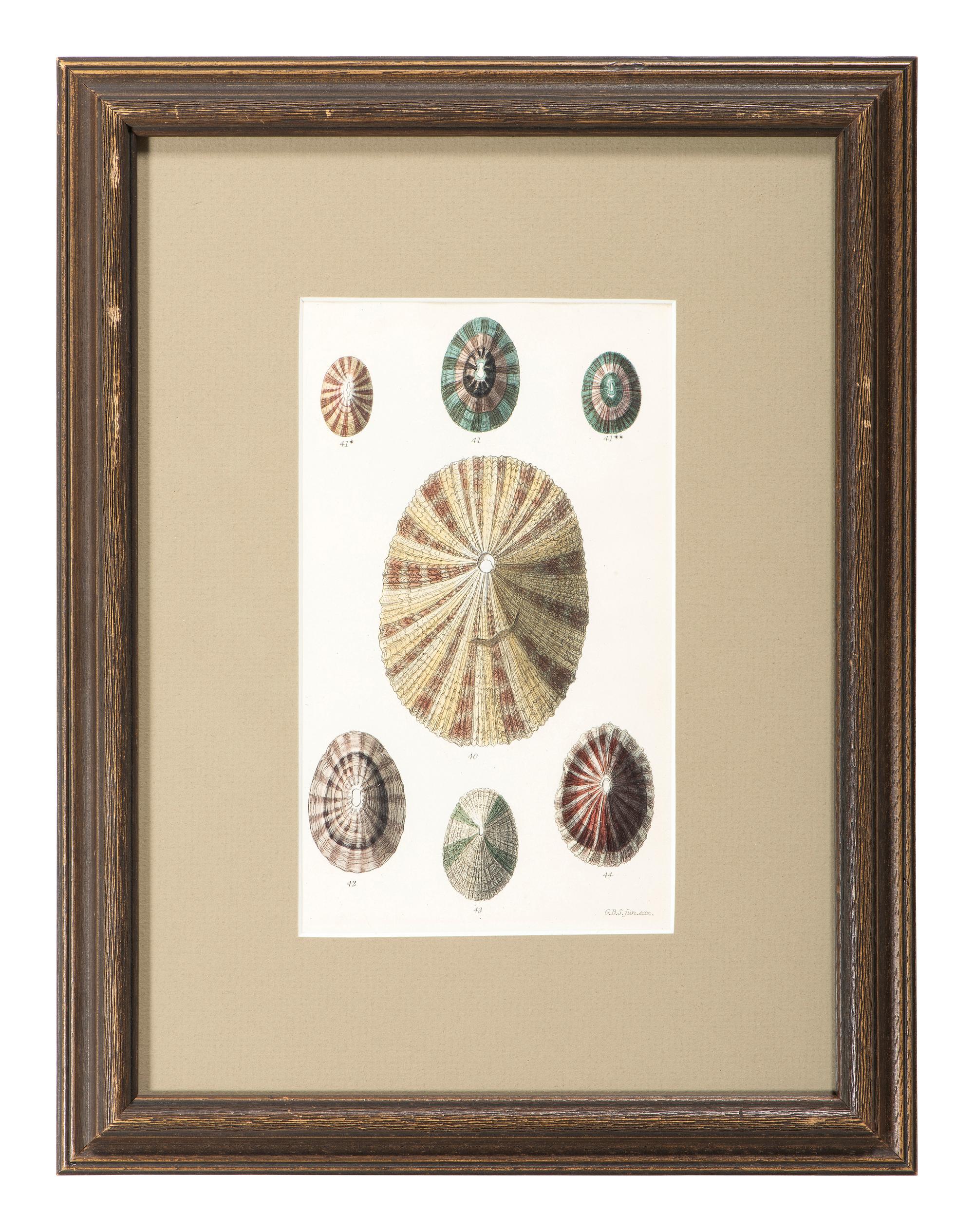 Thirteen Hand-Colored Shell Engravings