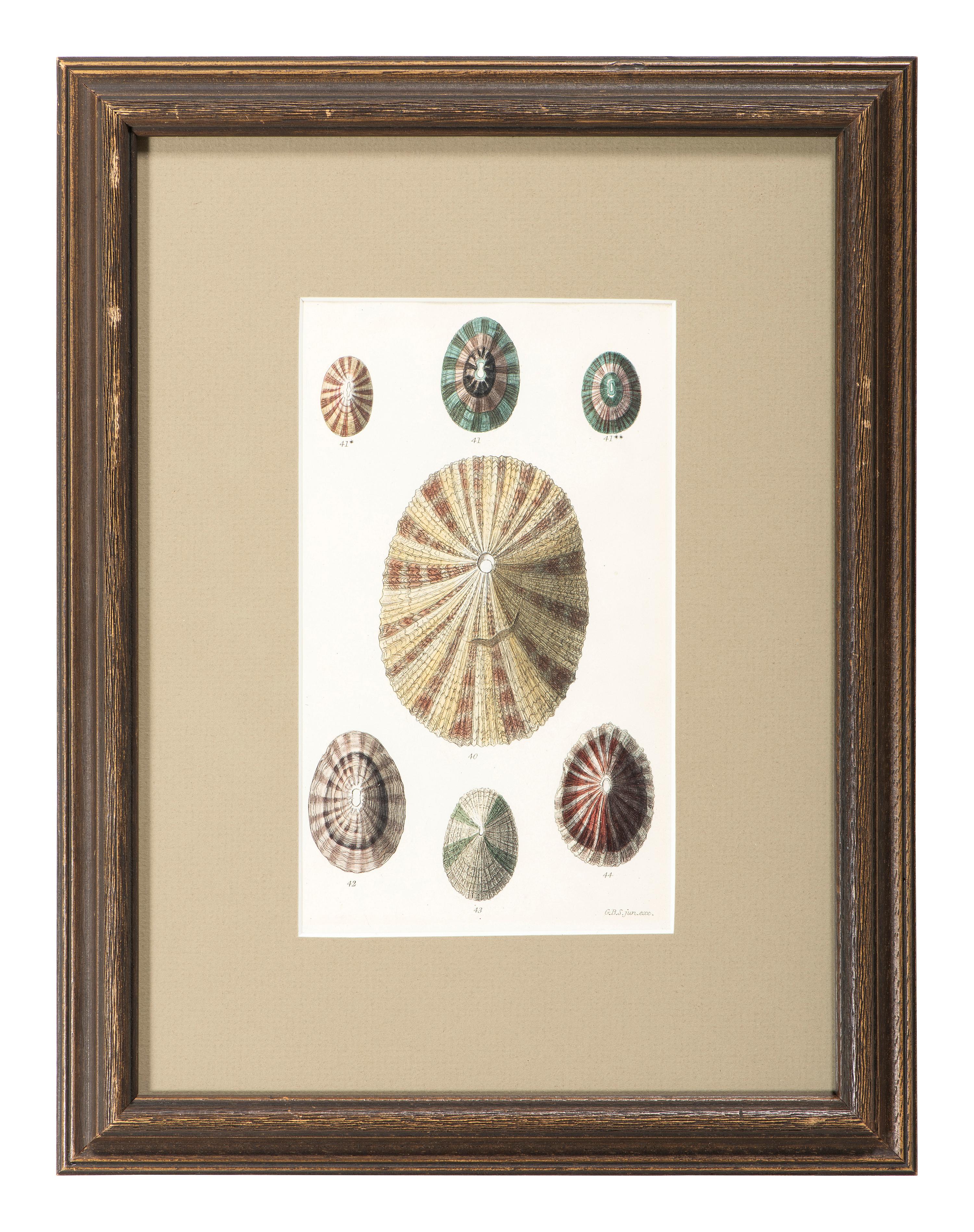 Thirteen Hand-Colored Shell Engravings
