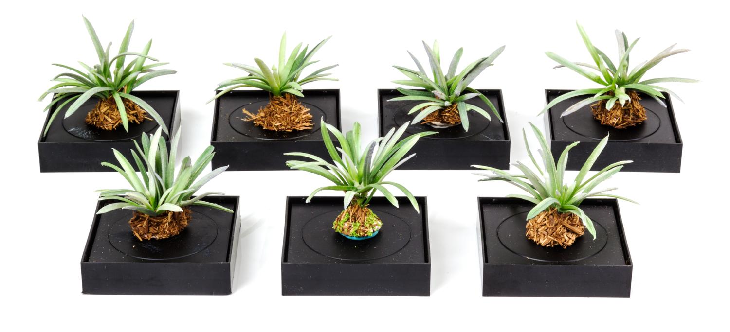 Seven Models of Yucca Plants