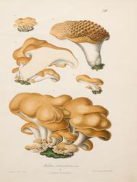 Five German Hand-Colored Engravings of Various Fungi (19th Century)