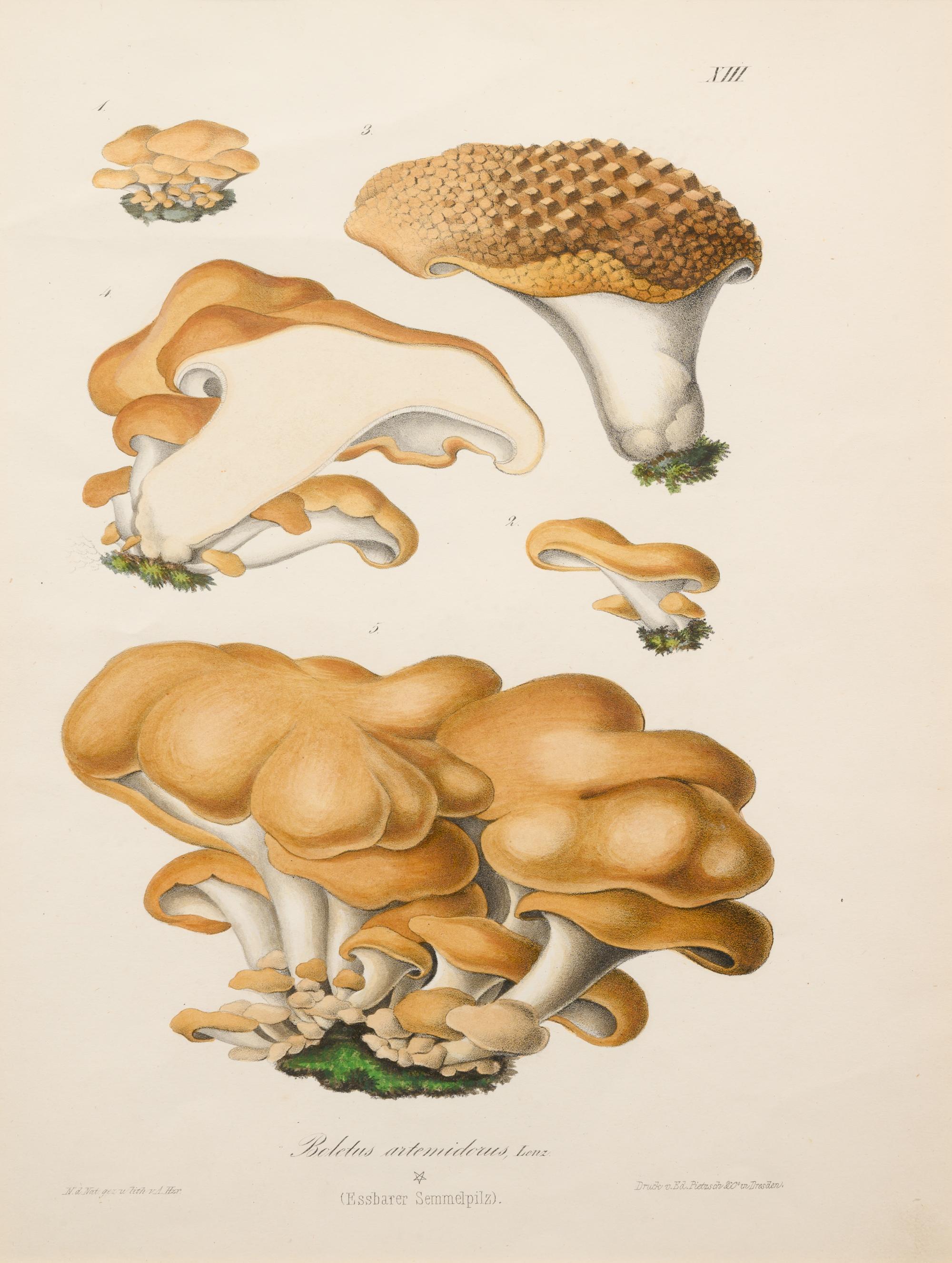 Five German Hand-Colored Engravings of Various Fungi (19th Century)