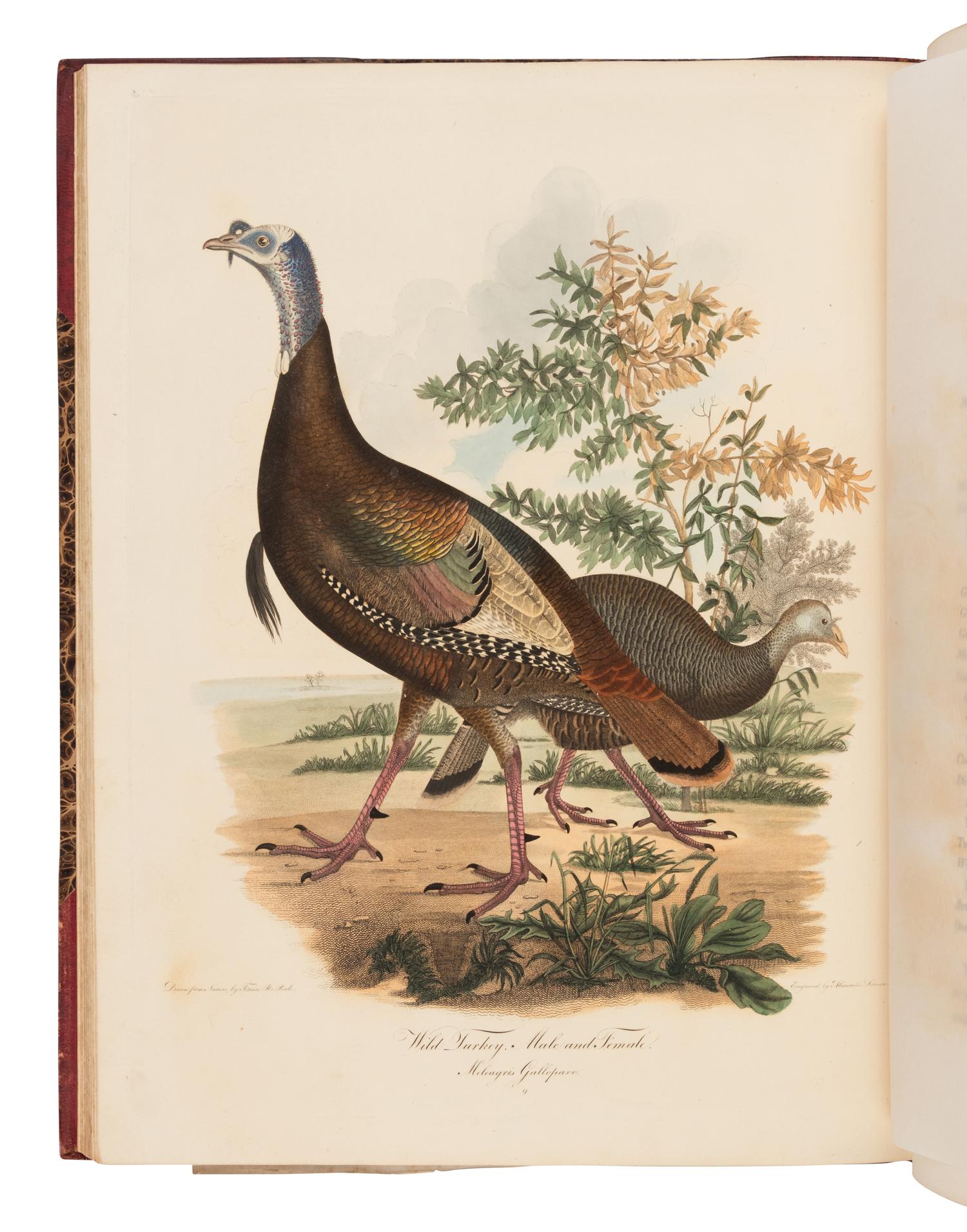 Wilson, Alexander. American Ornithology; or, The Natural History of the Birds of the United States . (With) Bonaparte, Charles Lucian. American Ornithology; Or, the Natural History of Birds Inhabiting the United States. Not Given by Wilson ...