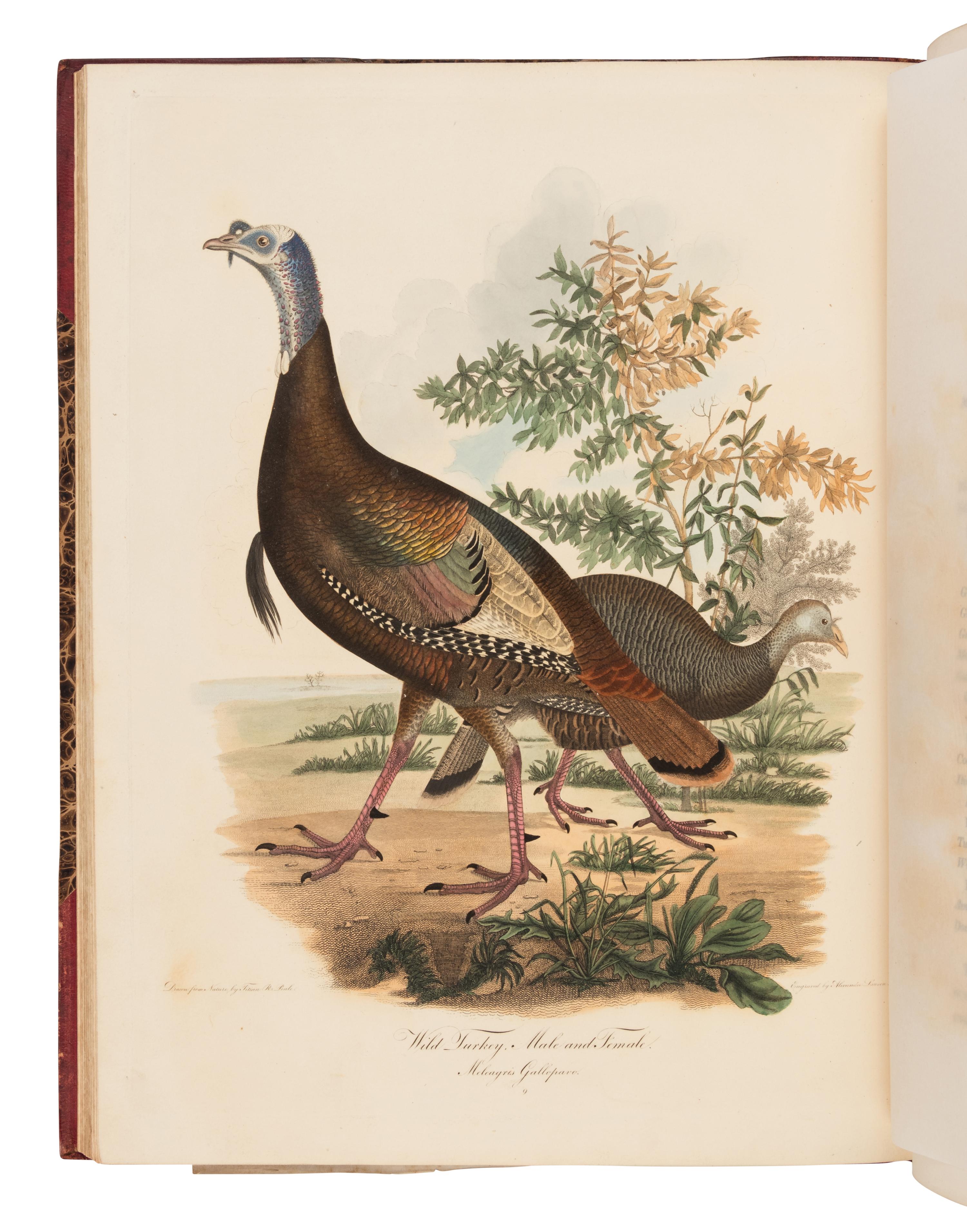 Wilson, Alexander. American Ornithology; or, The Natural History of the Birds of the United States . (With) Bonaparte, Charles Lucian. American Ornithology; Or, the Natural History of Birds Inhabiting the United States. Not Given by Wilson ...