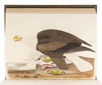 WILSON, Alexander (1766-1813). A merican Ornithology; or, The Natural History of the Birds of the United States . Philadelphia: Bradford and Inskeep, 1808-1814. [ With :] BONAPARTE, Charles Lucian. American Ornithology; Or, the Natural History of Birds Inhabiting the United States. Not Given by Wilson ... Philadelphia: Samuel Augustus Mitchell, Carey, Lea, and Carey, 1825-1833.