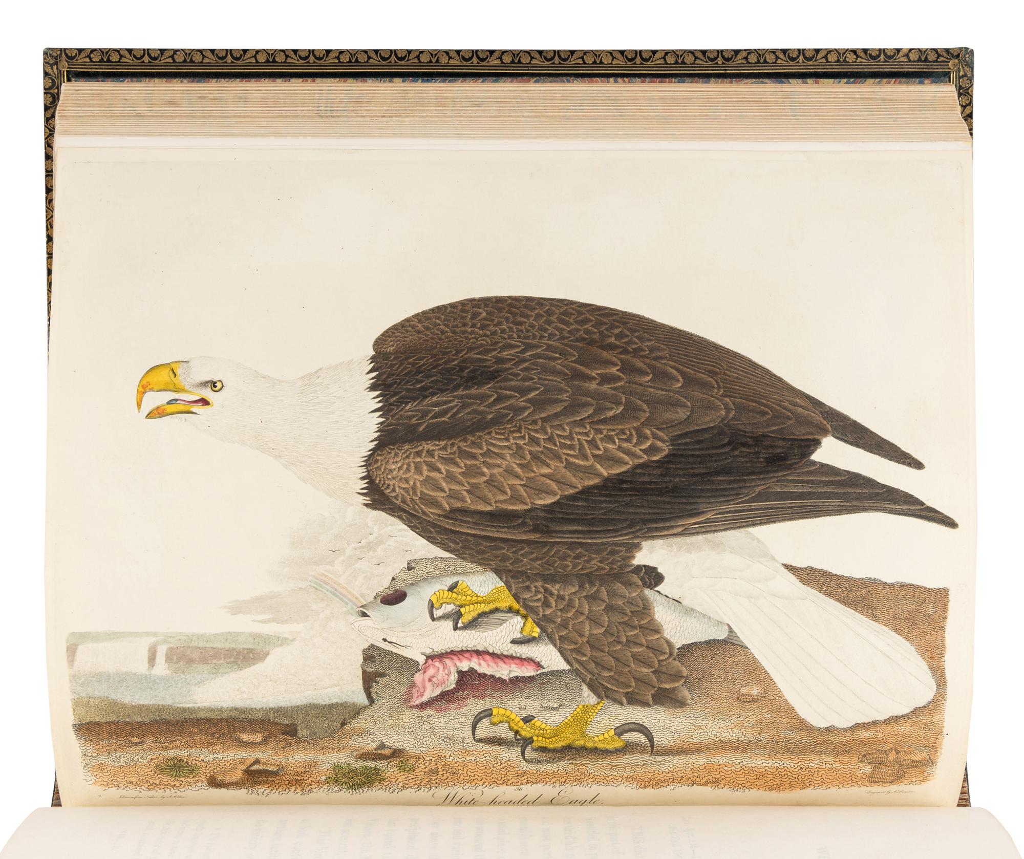 WILSON, Alexander (1766-1813). A merican Ornithology; or, The Natural History of the Birds of the United States . Philadelphia: Bradford and Inskeep, 1808-1814. [ With :] BONAPARTE, Charles Lucian. American Ornithology; Or, the Natural History of Birds Inhabiting the United States. Not Given by Wilson ... Philadelphia: Samuel Augustus Mitchell, Carey, Lea, and Carey, 1825-1833.