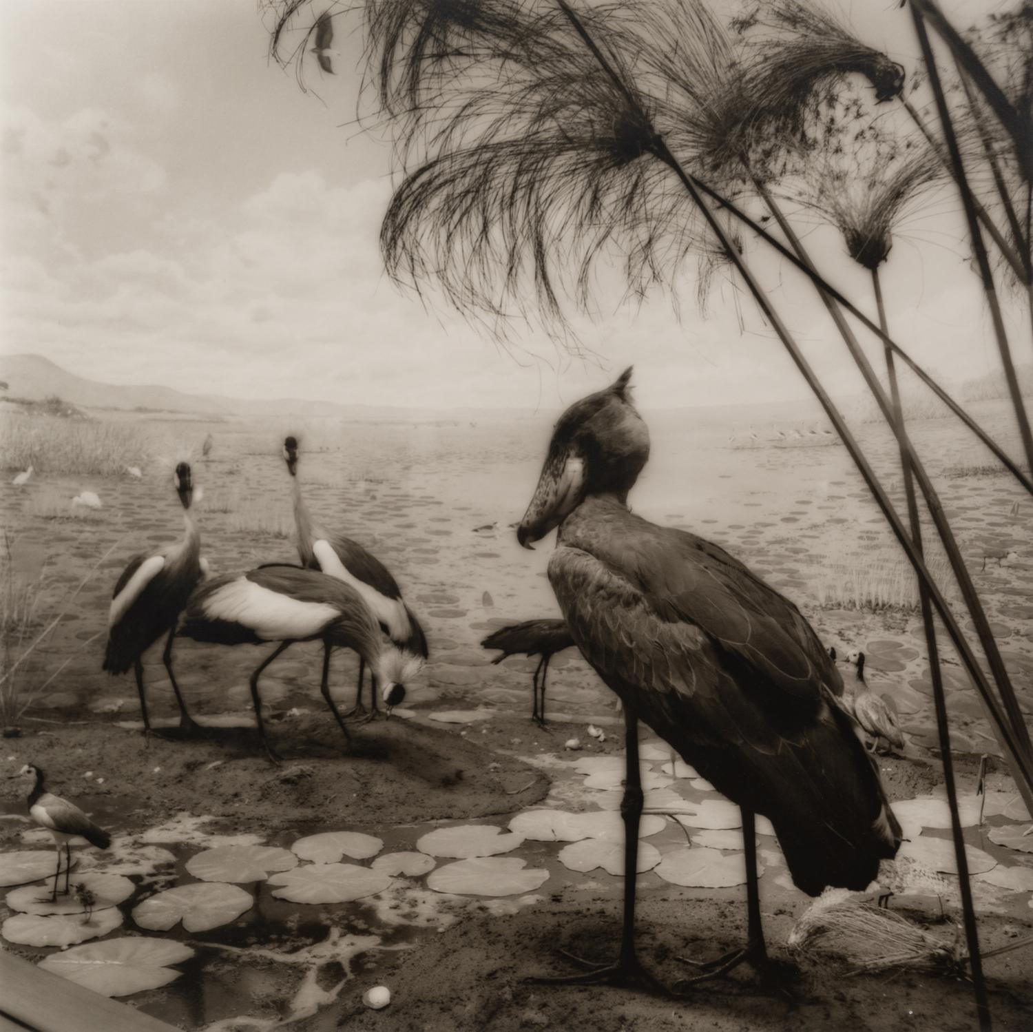 A group of six photographs from the Natural History series