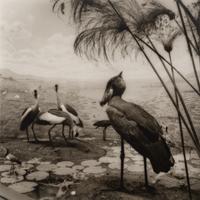 A group of six photographs from the Natural History series