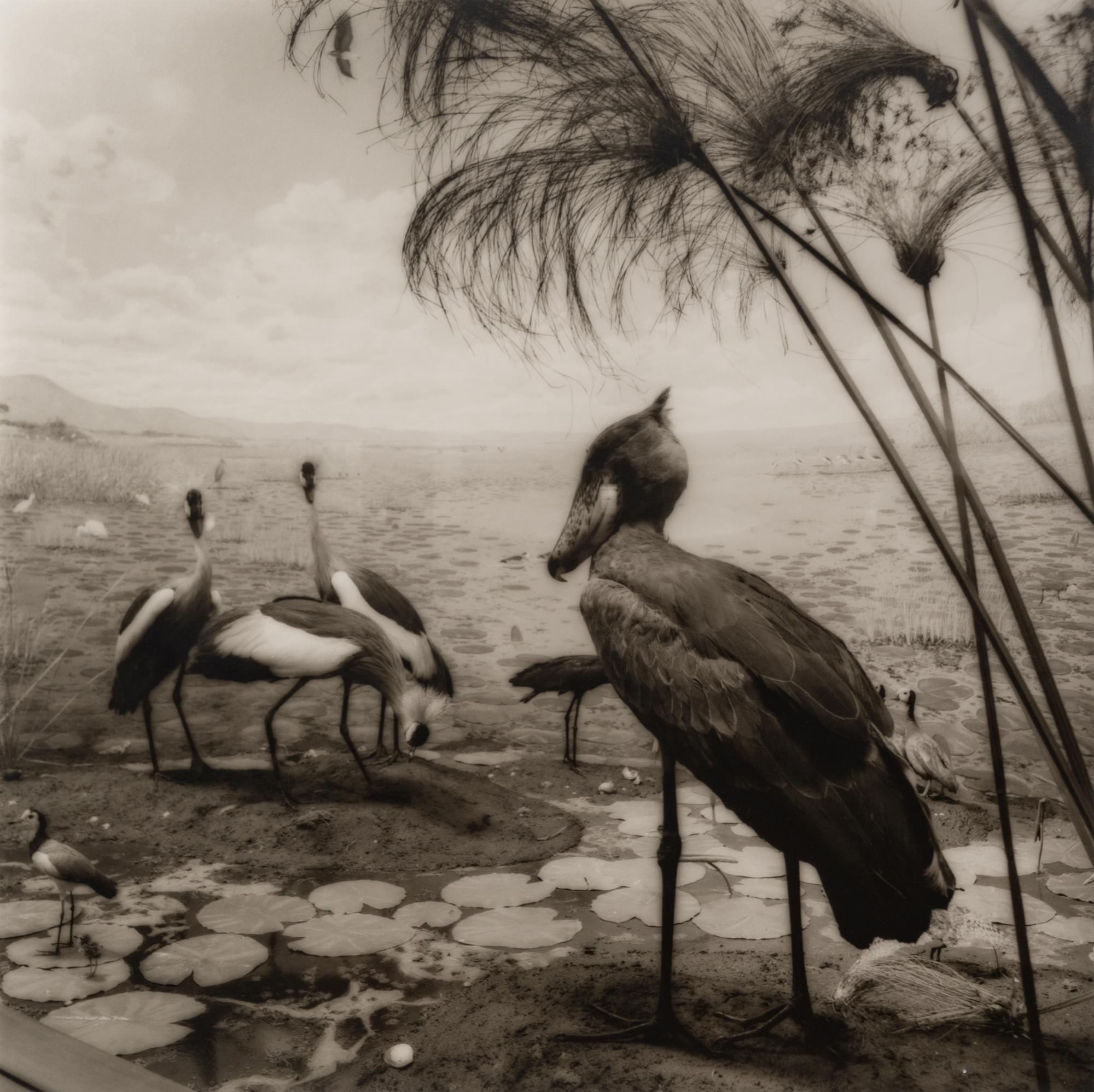 A group of six photographs from the Natural History series