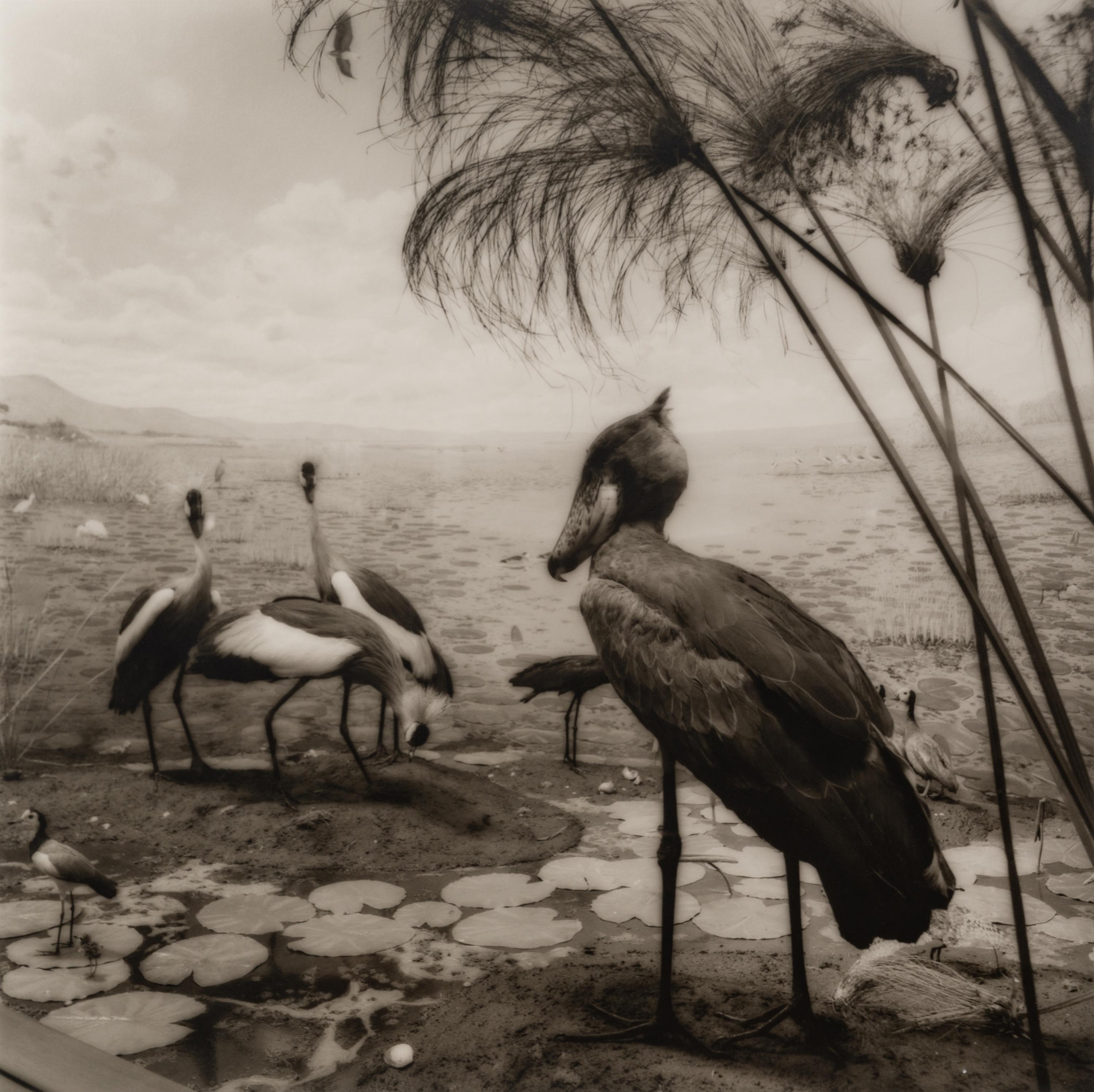 A group of six photographs from the Natural History series
