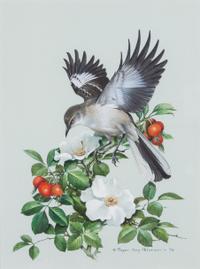 Roger Tory Peterson, (American, 1908-1996), Mockingbird, 1978