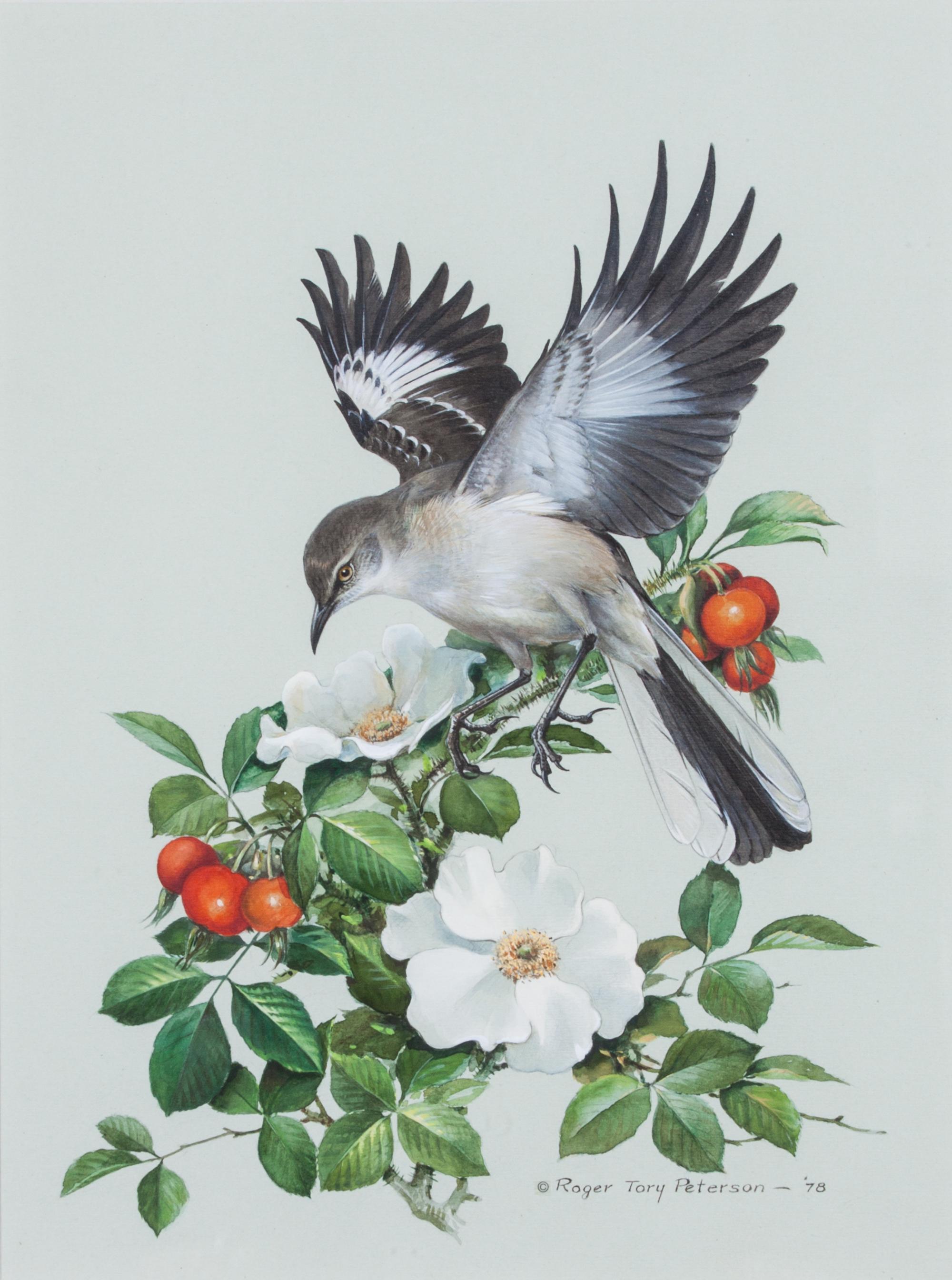 Roger Tory Peterson, (American, 1908-1996), Mockingbird, 1978