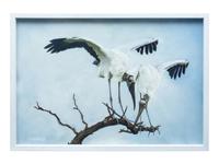 Woodstork Inspection , 2010