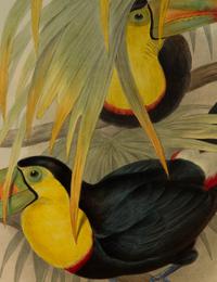 Andigena Hypoglaucus and Ramphastos Brevicarinatus, from John Gould's Birds of Great Britain